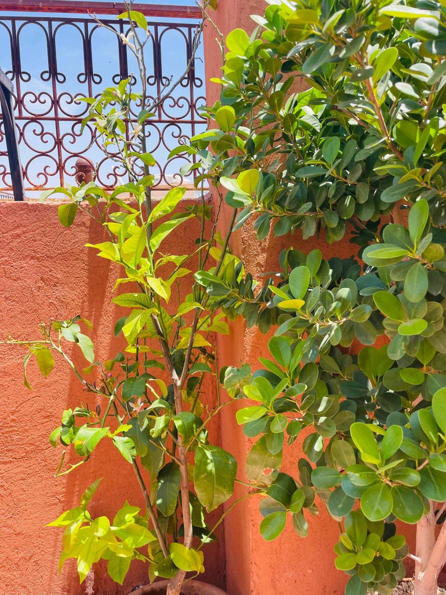 Riad Ms Holidays Terrasse Privatise Marrakech Marakeş Dış mekan fotoğraf