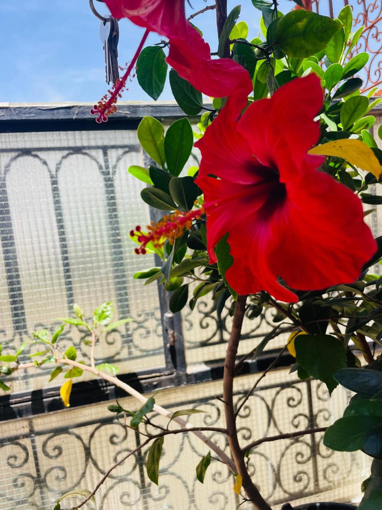 Riad Ms Holidays Terrasse Privatise Marrakech Marakeş Dış mekan fotoğraf